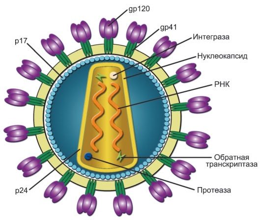 Строение ВИЧ